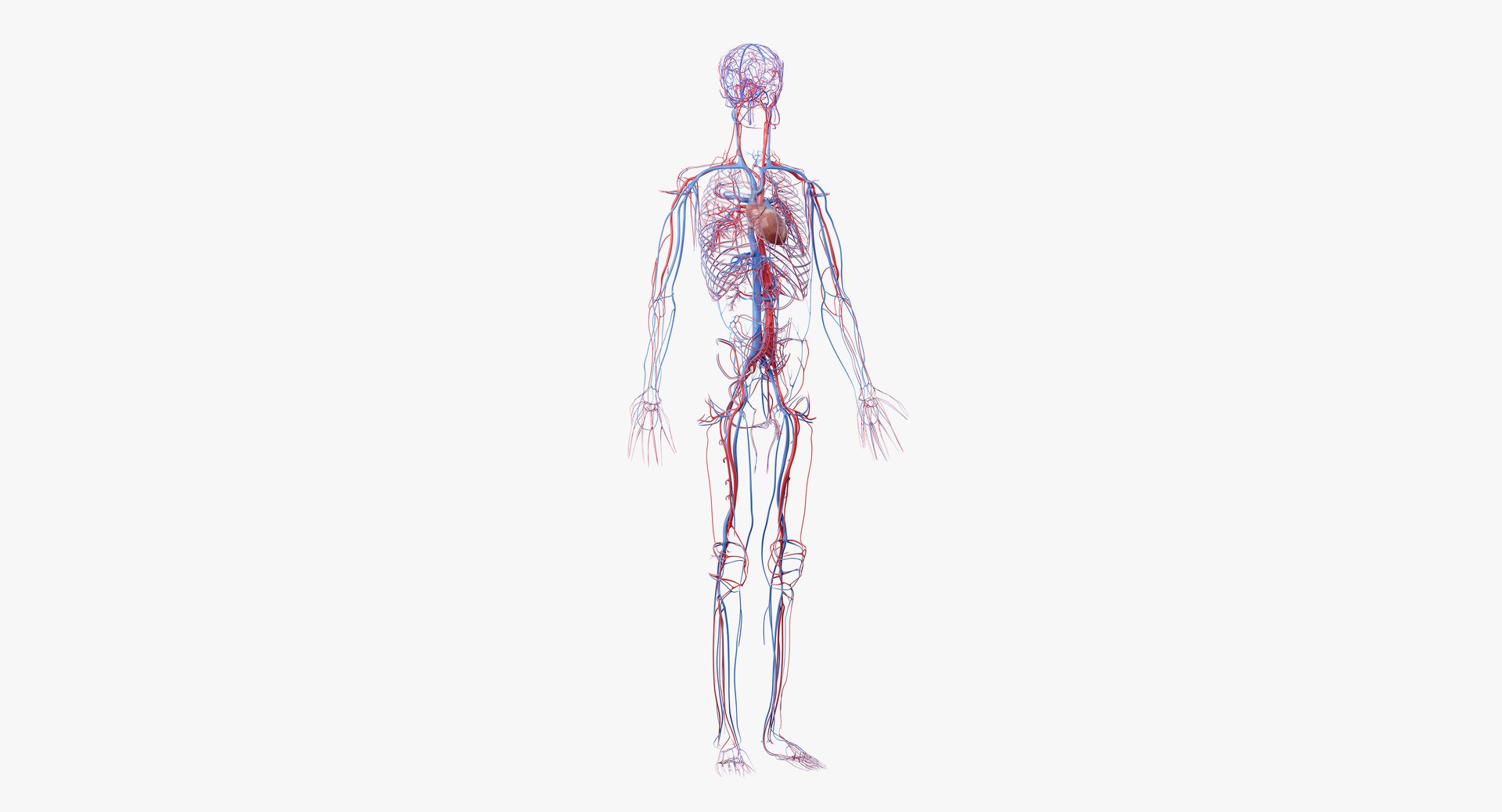 3D male skin skeleton vascular - TurboSquid 1374702