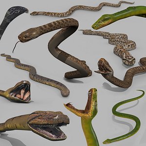 Top 5 Snakes