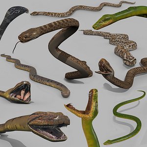 Top 5 Snakes