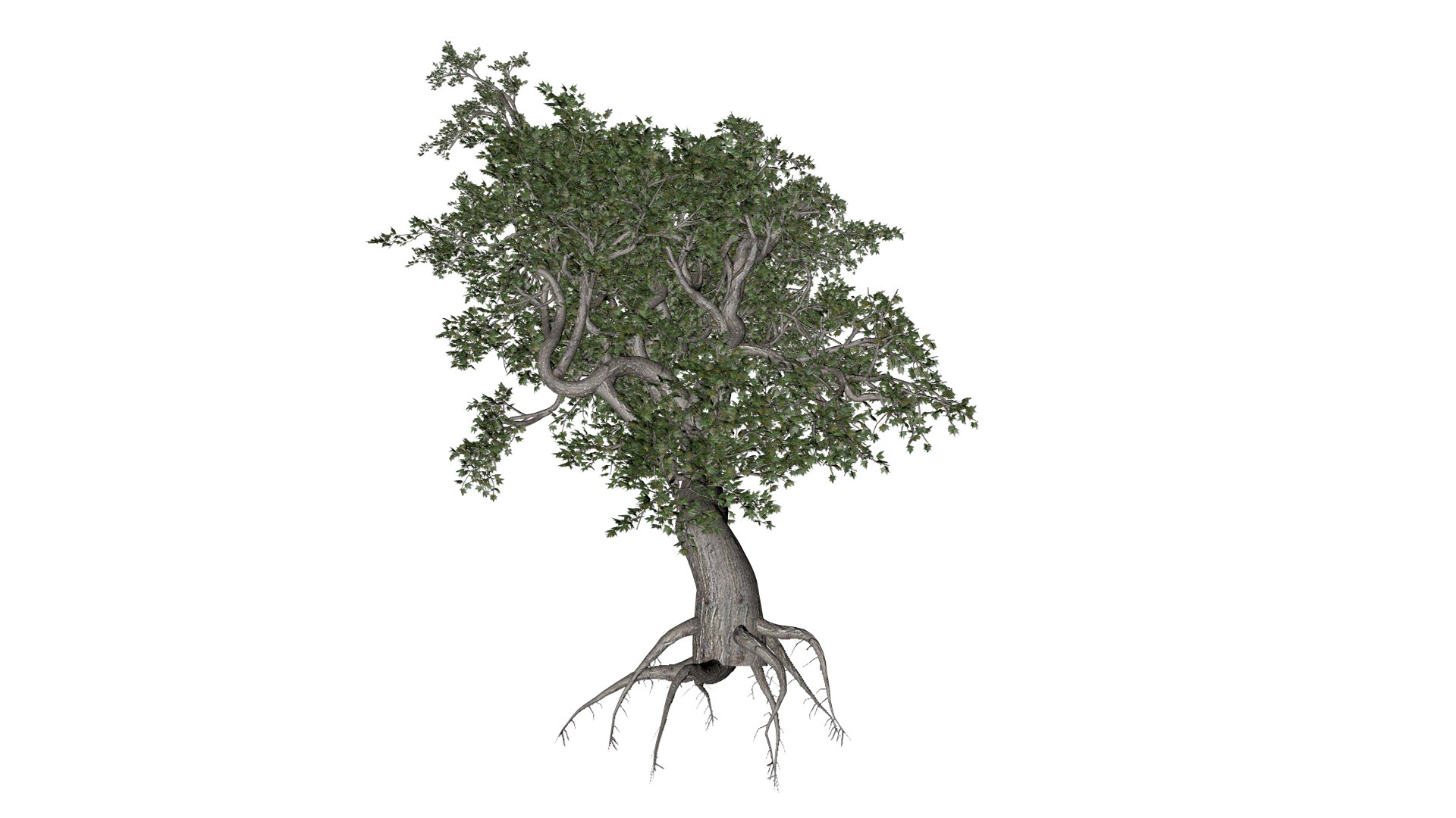3D Japanese Maple Tree - 06 - - TurboSquid 2376685