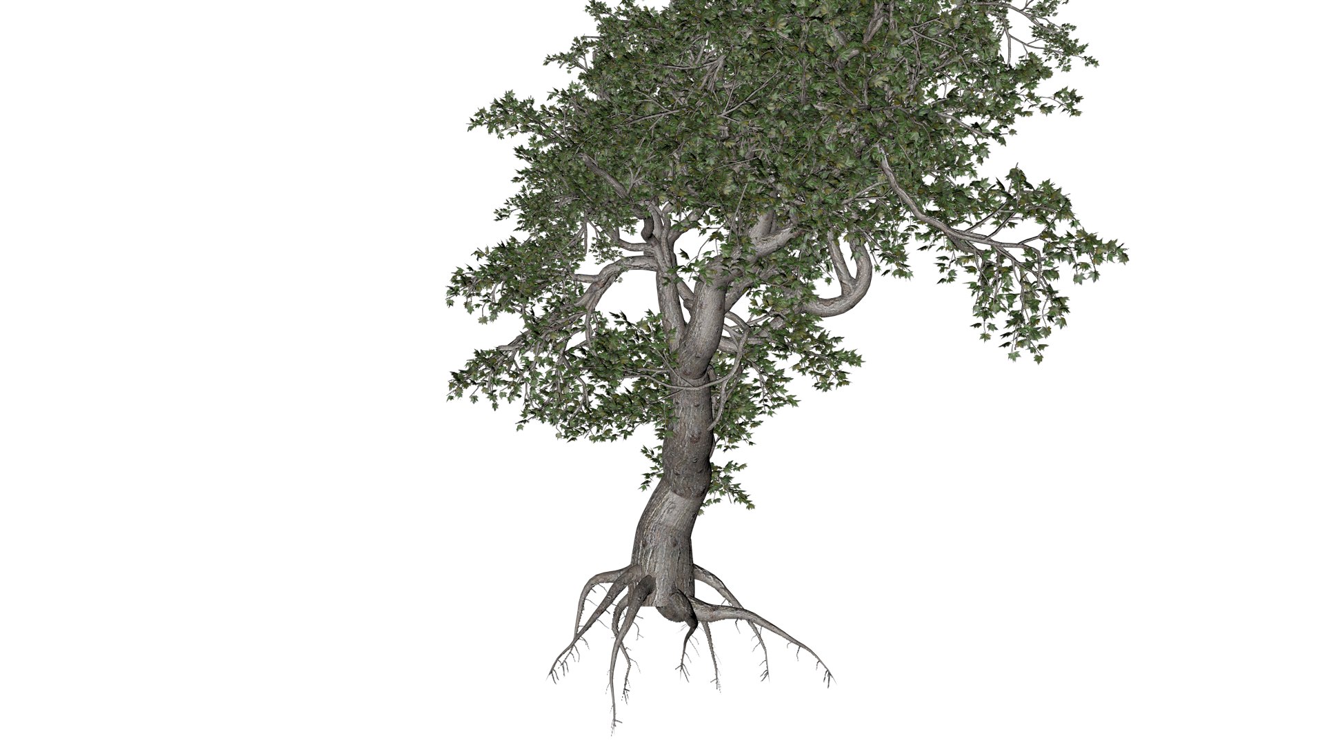 3D Japanese Maple Tree - 06 - - TurboSquid 2376685