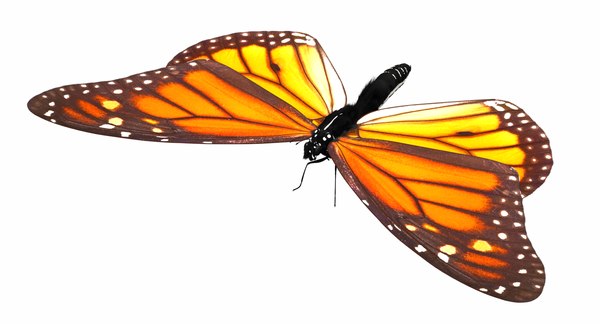 3D Butterfly monarch | 3D model