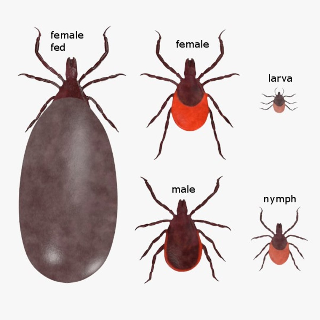 Max Ixodes Scapularis Blood