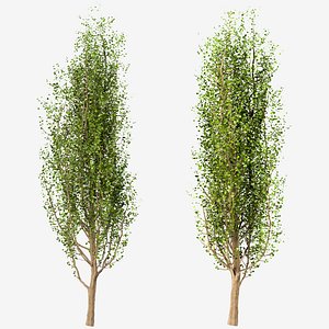 Set of Black Poplar or Cottonwood Trees - 3 Trees
