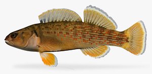 3dsmax etheostoma camurum bluebreast darter