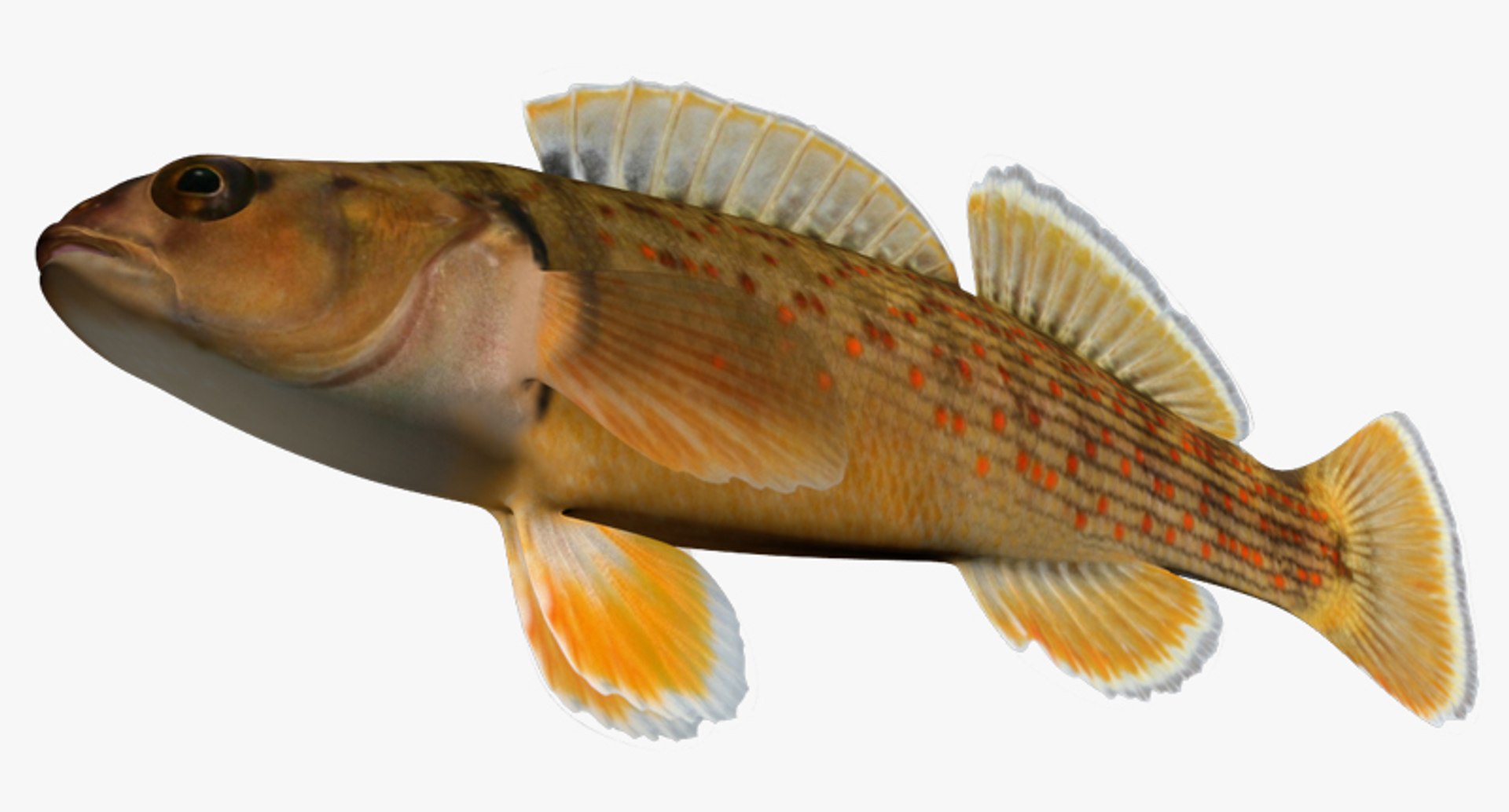 3dsmax Etheostoma Camurum Bluebreast Darter