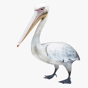Pelican model