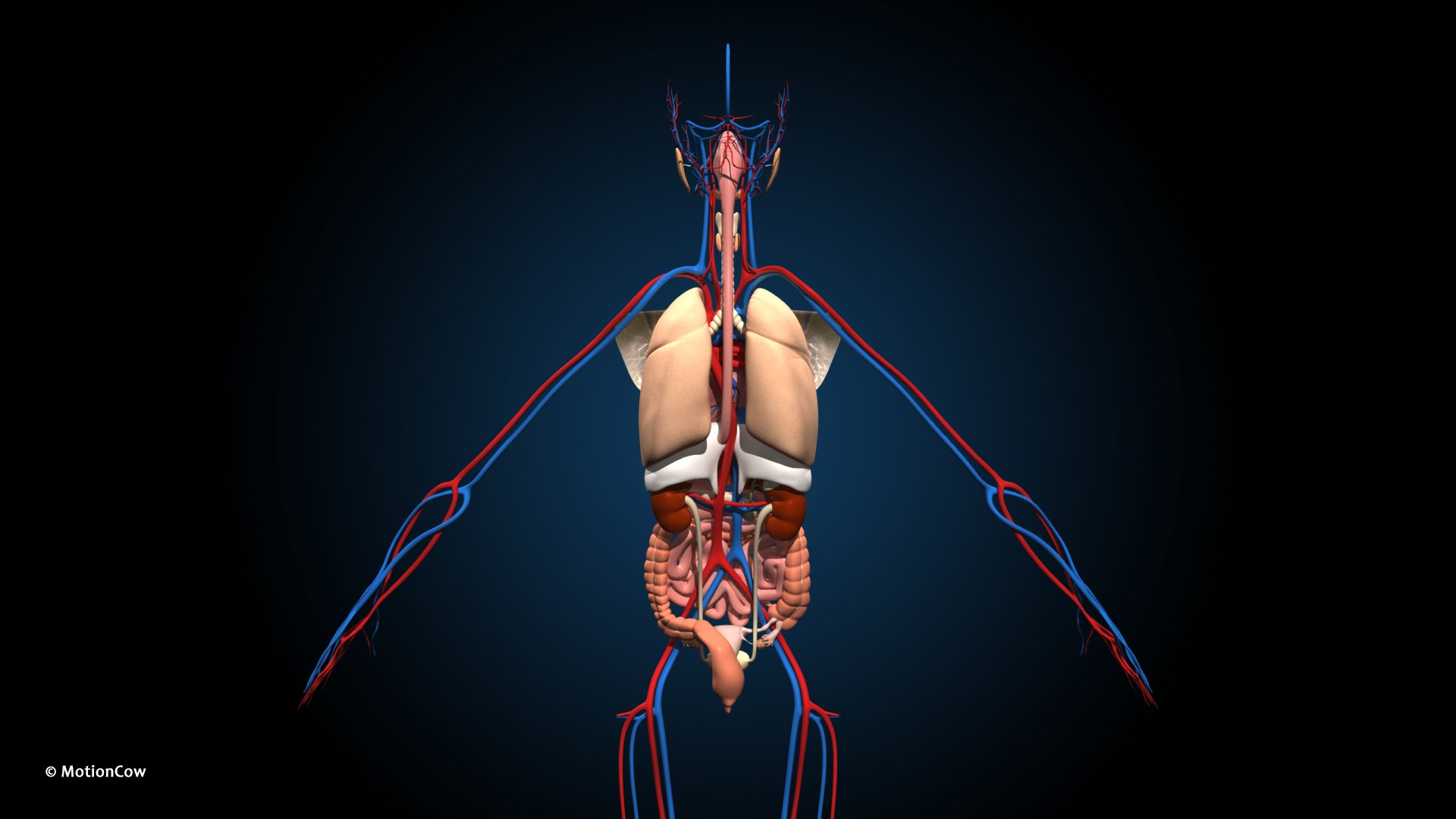 Ultimate Female Anatomy - Rigged  Animated 3D https://p.turbosquid.com/ts-thumb/UF/Xl9ofJ/0H/female_anatomy_c5/jpg/1665137367/1920x1080/fit_q87/5e9dfc7e4aaa0b77c3c988081cf068df7c7c03a5/female_anatomy_c5.jpg