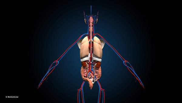 Ultimate Female Anatomy - Advanced Rig 3D 모델 - TurboSquid 1969445