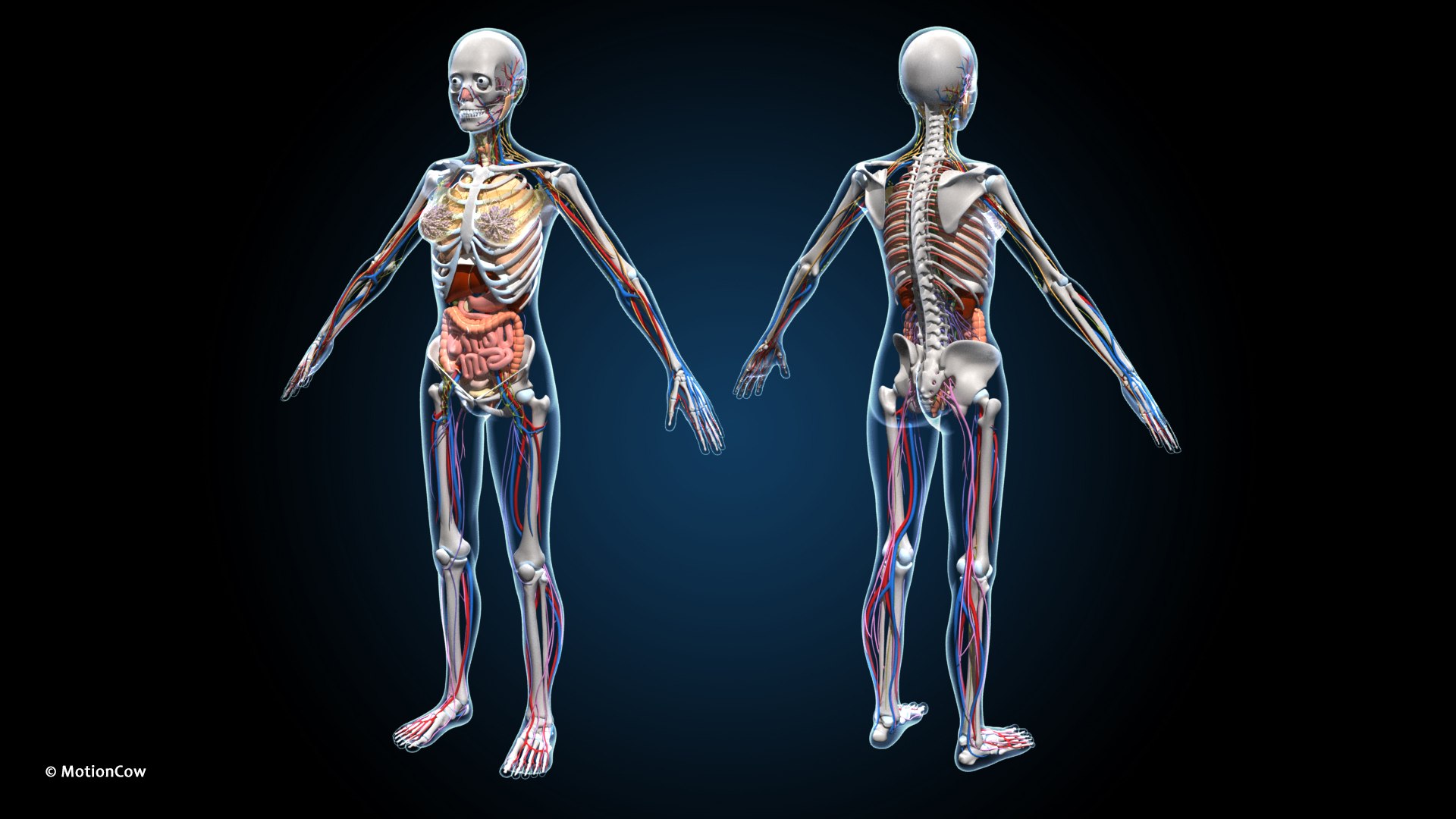 Ultimate Female Anatomy - Rigged  Animated 3D https://p.turbosquid.com/ts-thumb/UF/Xl9ofJ/4v/female_anatomy_a2/jpg/1665137303/1920x1080/fit_q87/3289d49fed08e5af3043cb609cf8ad49432c1c10/female_anatomy_a2.jpg