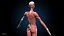 Ultimate Female Anatomy - Advanced Rig