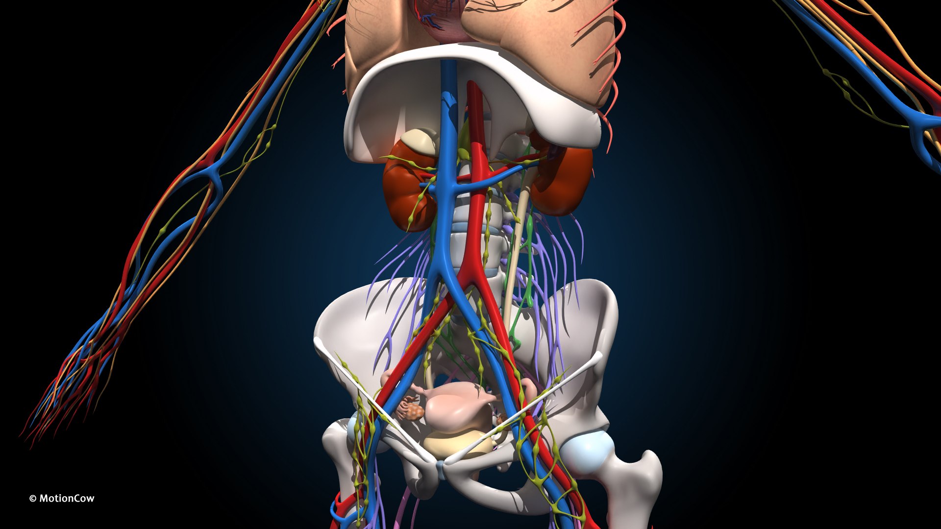 Ultimate Female Anatomy - Rigged  Animated 3D https://p.turbosquid.com/ts-thumb/UF/Xl9ofJ/EK/female_anatomy_g2b/jpg/1675749307/1920x1080/fit_q87/1ad27bc2750a5c38fcf00987a0b30264ffd85b01/female_anatomy_g2b.jpg