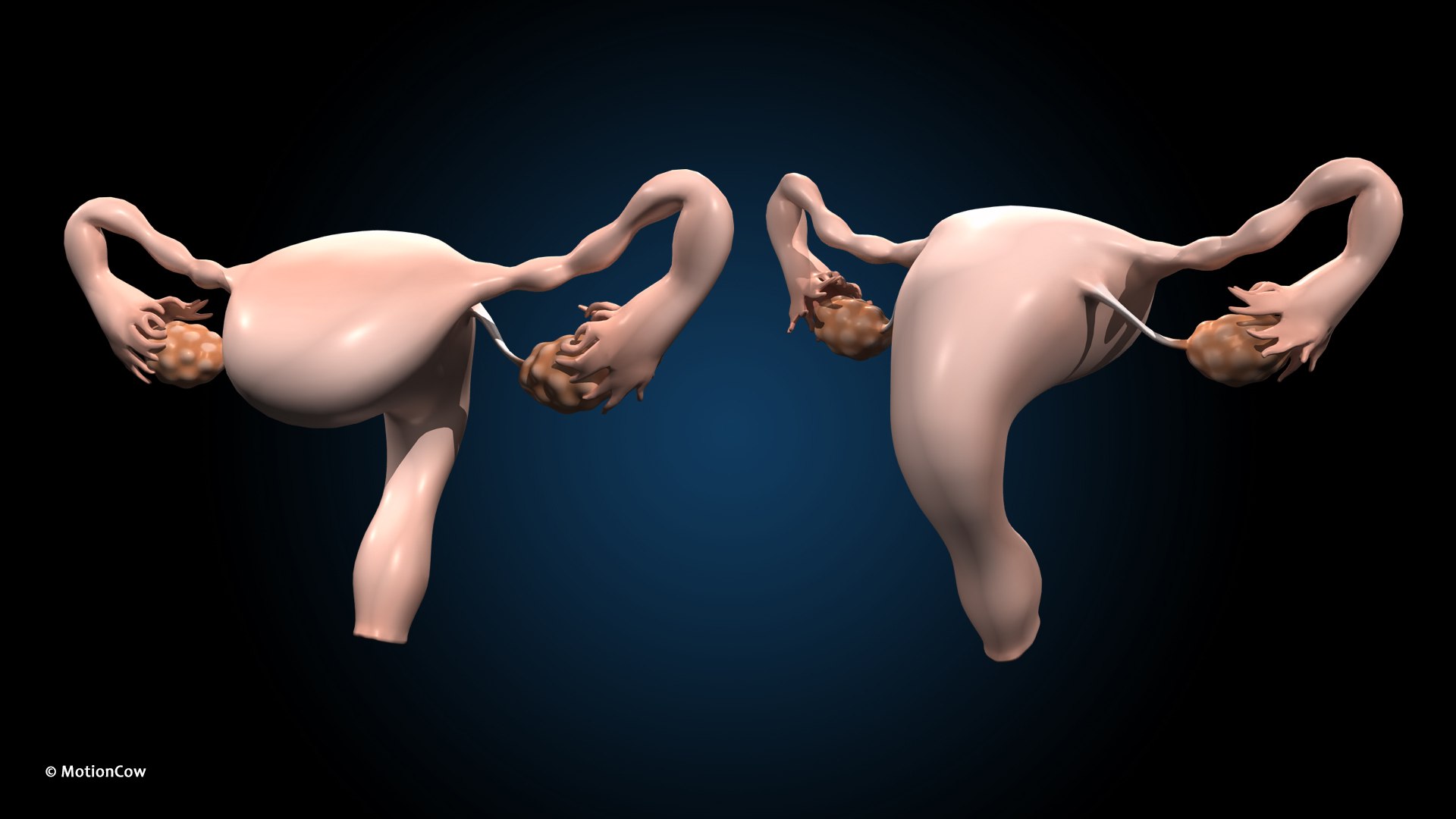 Ultimate Female Anatomy - Rigged  Animated 3D https://p.turbosquid.com/ts-thumb/UF/Xl9ofJ/IM/female_uterus/jpg/1675749304/1920x1080/fit_q87/1d1901d109b720720a92e357b3dceff9510ff8a7/female_uterus.jpg