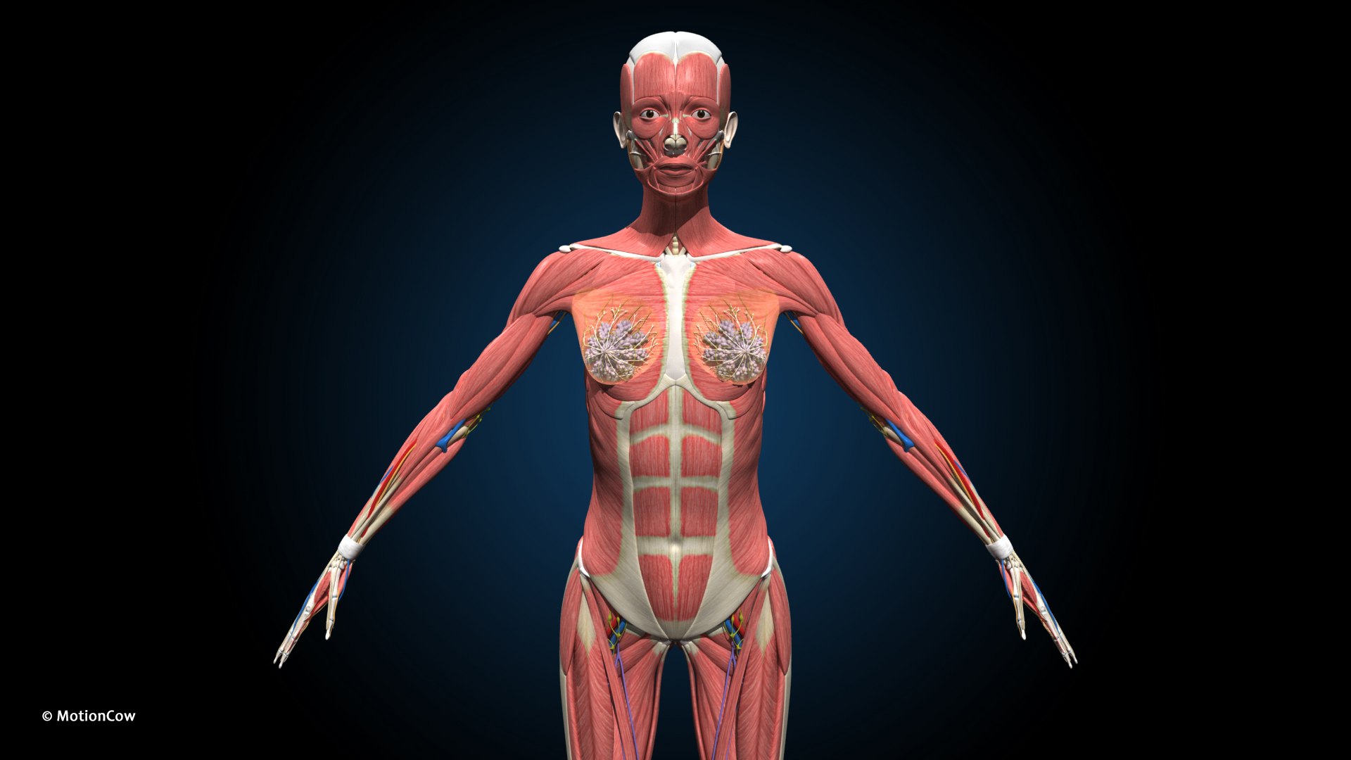 Ultimate Female Anatomy - Rigged  Animated 3D https://p.turbosquid.com/ts-thumb/UF/Xl9ofJ/Rz/female_anatomy_b1/jpg/1665137361/1920x1080/fit_q87/0c1dfc05e9101d9863653a5248fa3a0031425eca/female_anatomy_b1.jpg