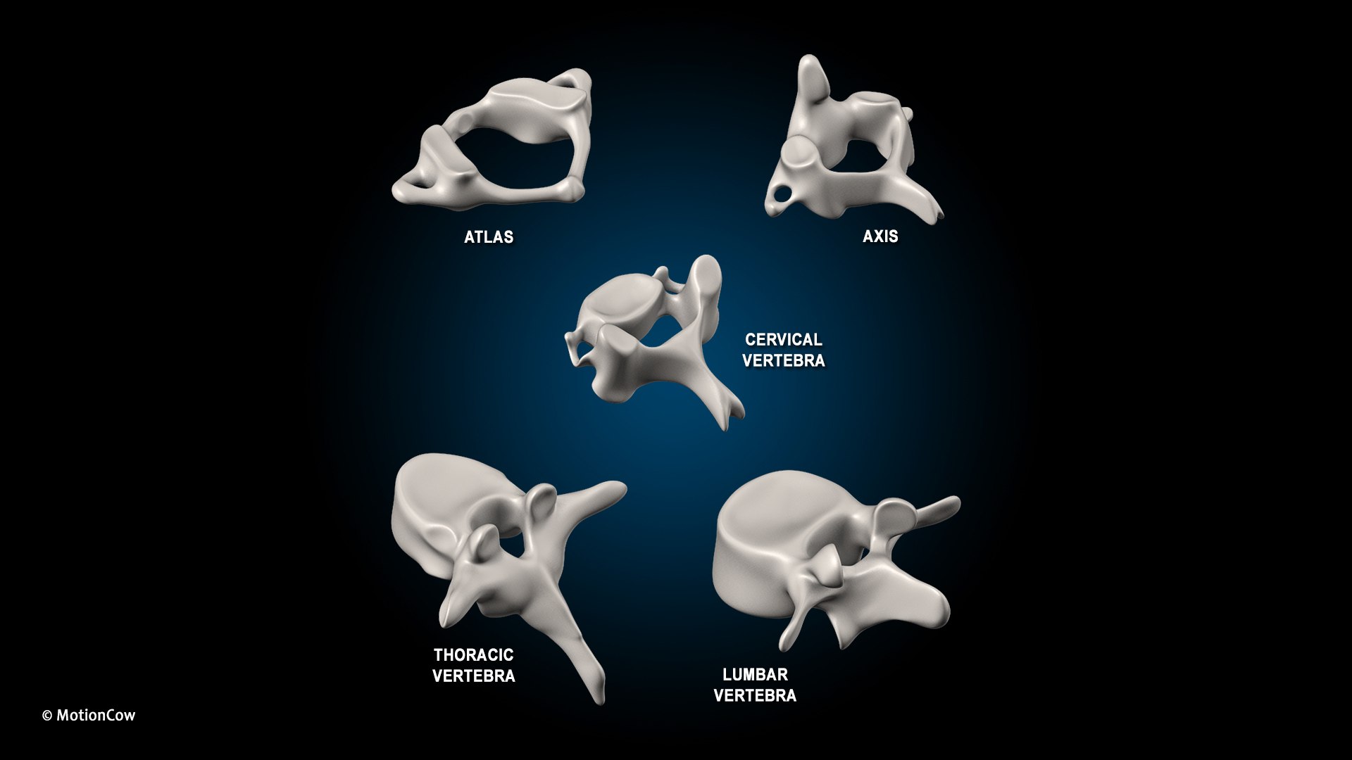 Ultimate Female Anatomy - Rigged  Animated 3D https://p.turbosquid.com/ts-thumb/UF/Xl9ofJ/Ur/female_anatomy_k2/jpg/1665584845/1920x1080/fit_q87/f662122169501a6347e8c3949478c85a1583e1c2/female_anatomy_k2.jpg