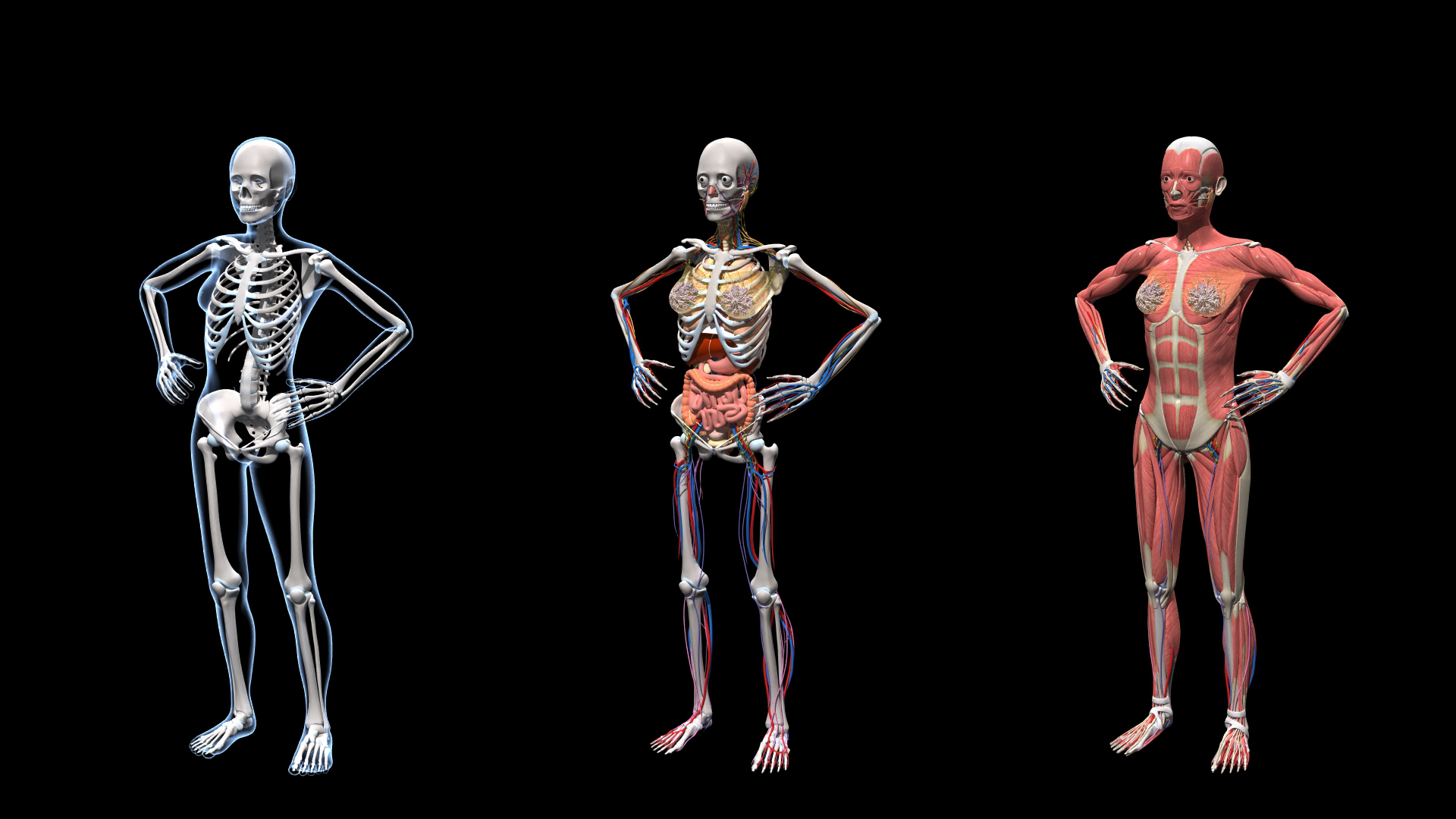 Ultimate Female Anatomy - Rigged  Animated 3D https://p.turbosquid.com/ts-thumb/UF/Xl9ofJ/V1/ufa_shotb/jpg/1665484865/1920x1080/turn_fit_q99/dc75df3be389c41876a8ec9995136c4f0ba74185/ufa_shotb-1.jpg