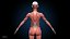 Ultimate Female Anatomy - Advanced Rig