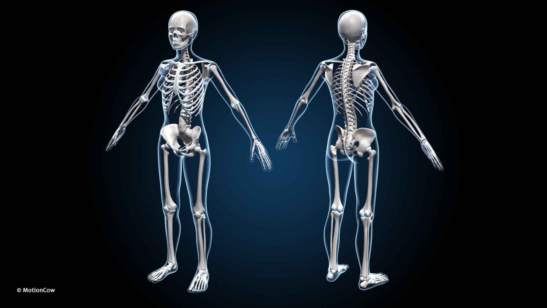 Ultimate Female Anatomy - Rigged  Animated 3D https://p.turbosquid.com/ts-thumb/UF/Xl9ofJ/iq/female_anatomy_a3/jpg/1665137305/1920x1080/fit_q87/f312335f6f8f65c3b3ff21e72326789758650831/female_anatomy_a3.jpg