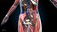 Ultimate Female Anatomy - Advanced Rig