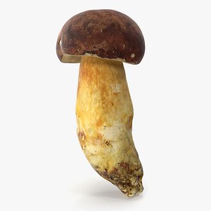 Boletus Badius 02 3D model