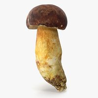 Boletus Badius 02