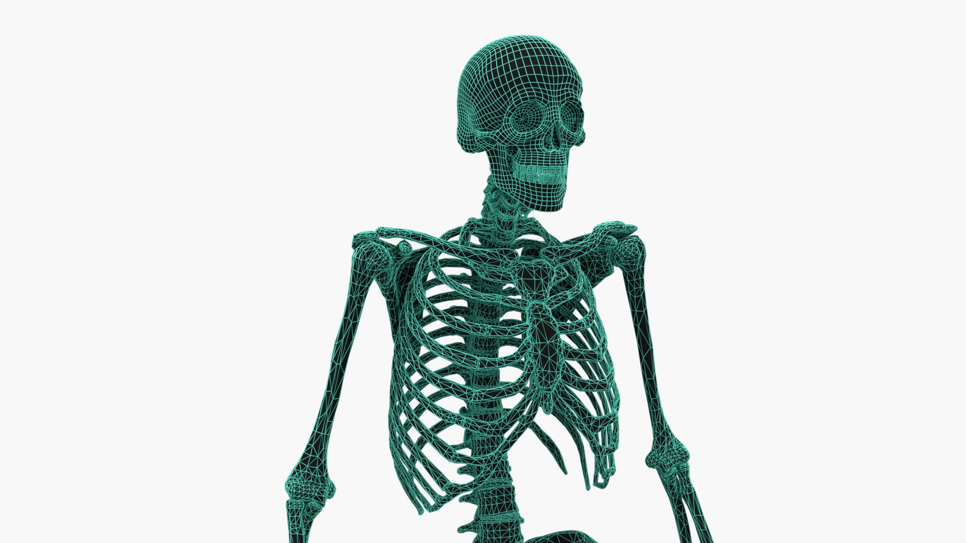 3D Skeleton - TurboSquid 2329838