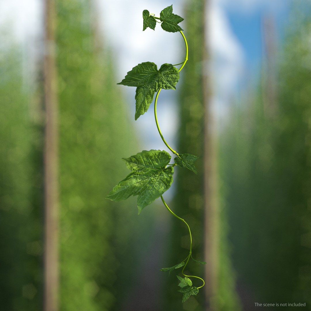 Grape Branch 3D model preview