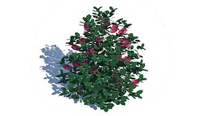 Ilex x meserveae-Blue Hollies model