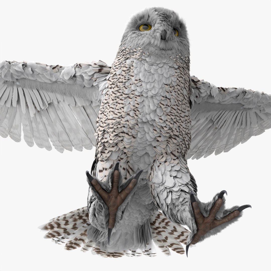 Northern Snowy Owl Landing Animated Rigged For Blender 3D model preview