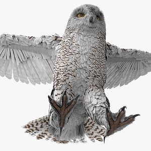 3D Northern Snowy Owl Landing Animated Rigged For Blender