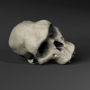 Hominid Skull