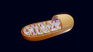 Mitochondria 3D Model - Cross Section