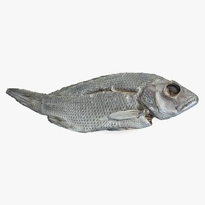 Dry Stock Fish Hi Detailed
