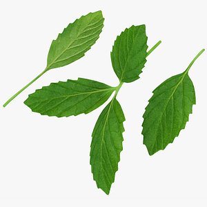 Mint Leaf model