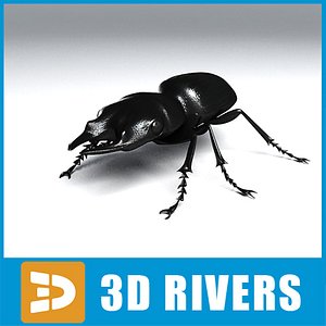 3d ground beetle insect