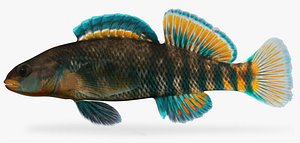 etheostoma caeruleum rainbow darter 3d fbx