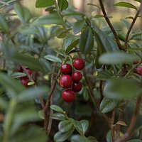 Lingonberries