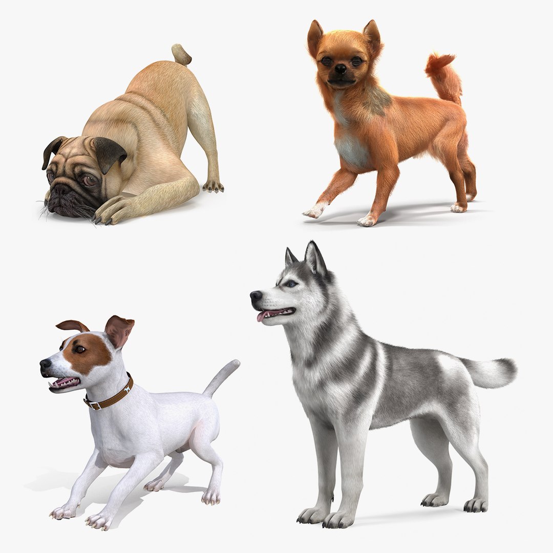 Dogs Rigged Collection 3 3D model preview
