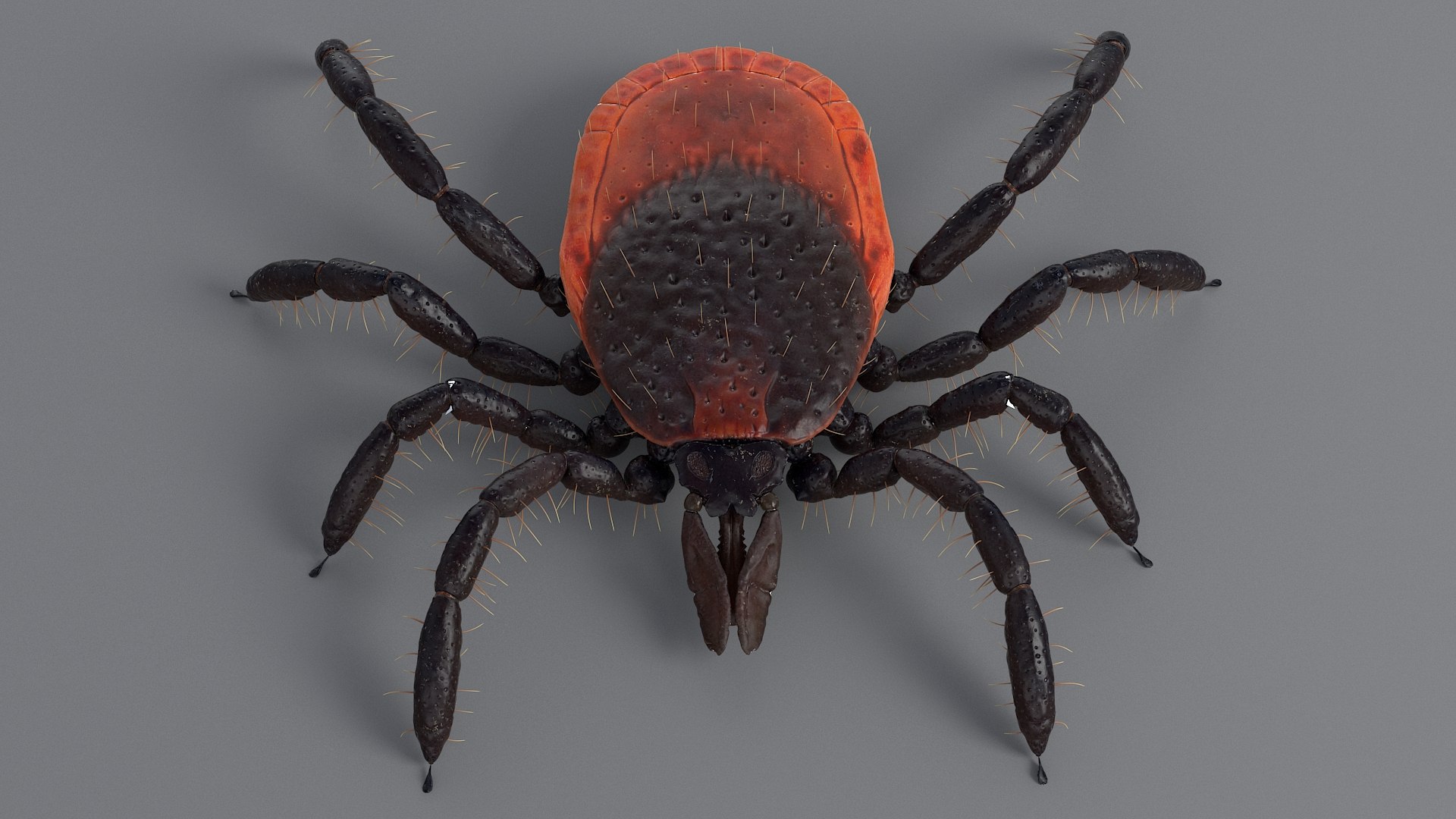 Realistic Tick Model - TurboSquid 1664548
