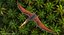 Pteranodon Rigged pour Cinema 4D