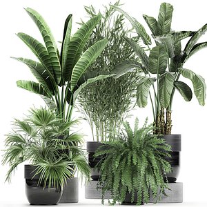 plants interior black houseplants 3D model