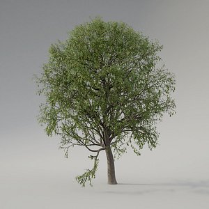 oak tree animation 3D model
