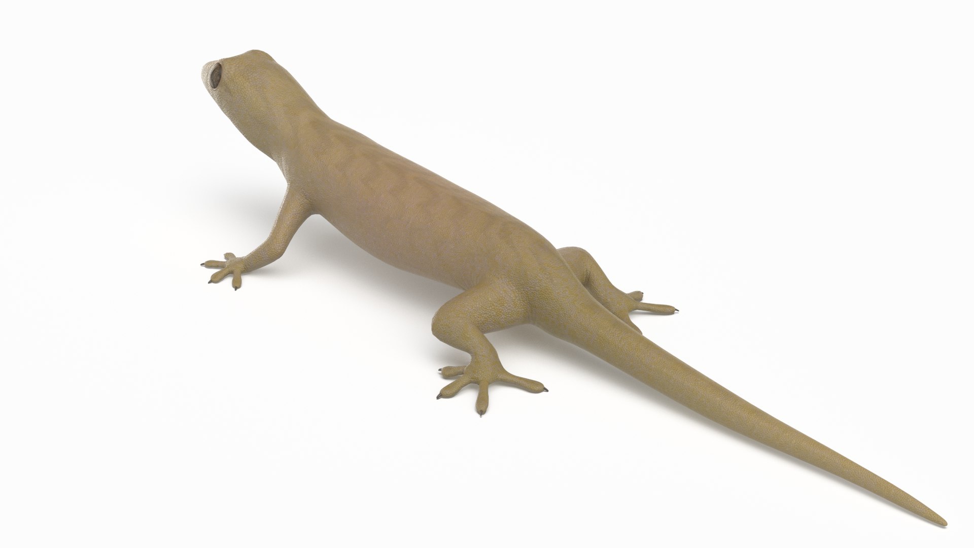 3D mourning gecko model https://p.turbosquid.com/ts-thumb/UH/7782CI/SmTU3Xt6/mourninggecko_r6/png/1573783911/1920x1080/fit_q87/b84cf1a563f11dfa58925a7dd7d4808a45370283/mourninggecko_r6.jpg