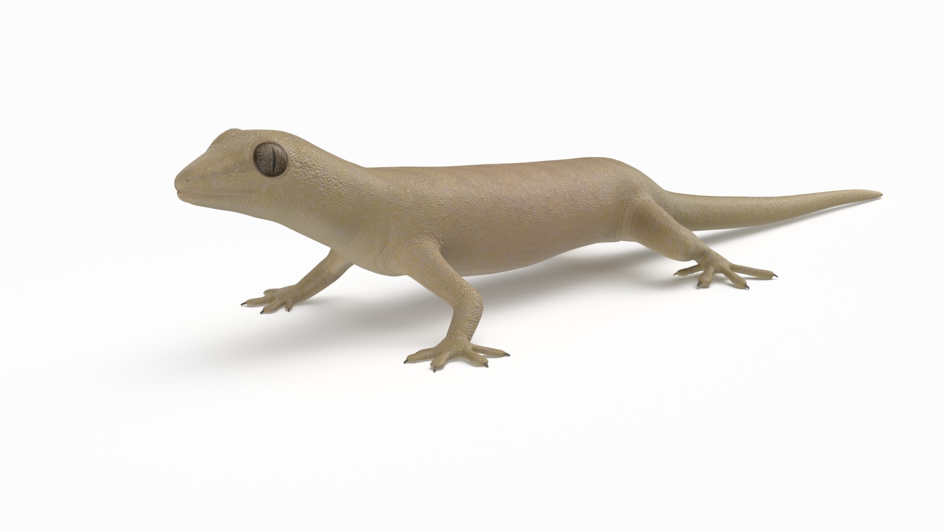 3D mourning gecko model https://p.turbosquid.com/ts-thumb/UH/7782CI/UgtYxj4C/mourninggecko_r8/png/1573783943/1920x1080/fit_q87/d84d2ecba6f64d55a11de7db6233a0dfb0dc677c/mourninggecko_r8.jpg