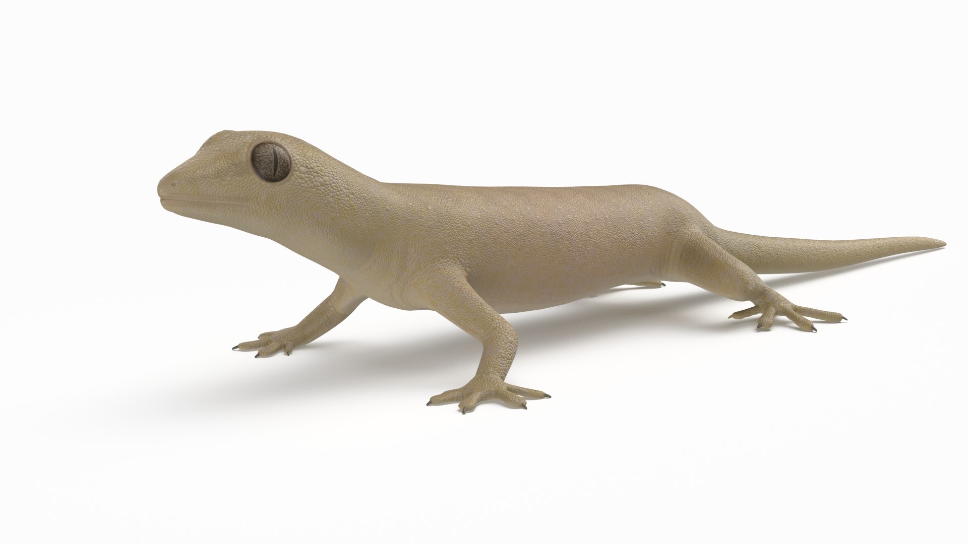 3D mourning gecko model https://p.turbosquid.com/ts-thumb/UH/7782CI/ZbzPiexH/mourninggecko_r3/png/1573783911/1920x1080/fit_q87/48e2f3d4dcf45f9a6985b6ced908d823d449e9af/mourninggecko_r3.jpg