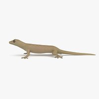 Mourning Gecko