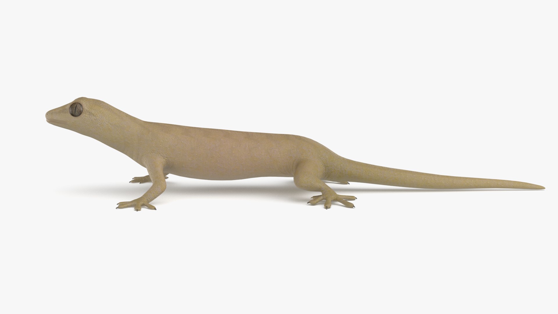 3D mourning gecko model https://p.turbosquid.com/ts-thumb/UH/7782CI/o68n5w0h/mourninggecko_r4/png/1573783911/1920x1080/fit_q87/8c22bb74c974a5f3ecb7de195dfc919d73eb918e/mourninggecko_r4.jpg