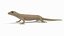 3D mourning gecko model