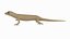 Mourning Gecko