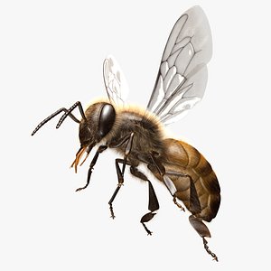 3d model apis mellifera honey bee